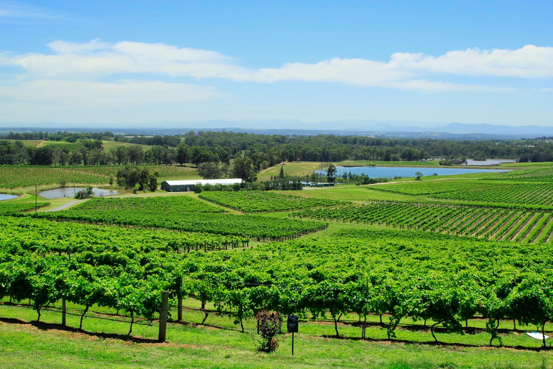 Hunter Valley vineyards stretching to the horizon, NSW
