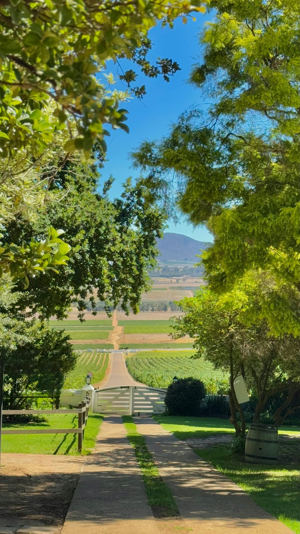 Vineyard view in the Hunter Valley, NSW
