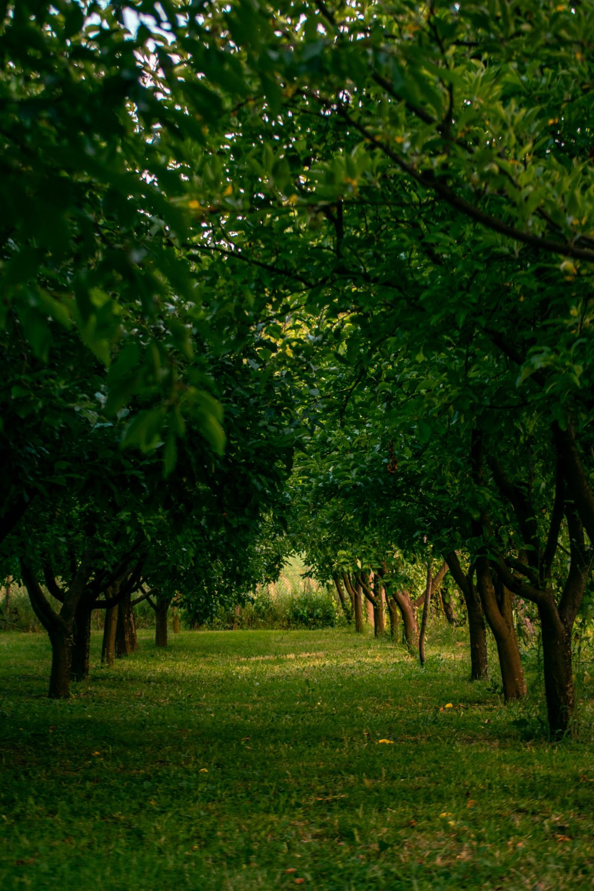 Apple orchard in NSW, dense leafy canopy